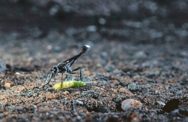 Spider wasp with larva prey