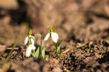 spring snowdrop flower