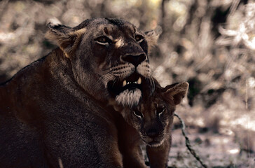 A lioness and her cub