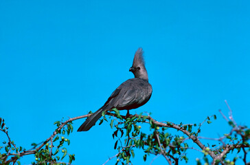 Grey lurie