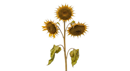 Isolated Sunflowers Wilted