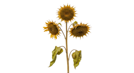 Isolated Sunflowers Wilted