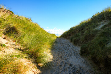 Path through the dunes near Kampen. Landscape on the Frisian island of Sylt.
