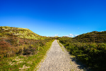 Path through the dunes near Kampen. Landscape on the Frisian island of Sylt.
