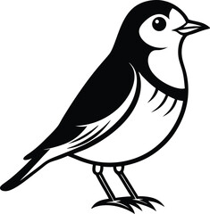 vector illustration of a american robin
