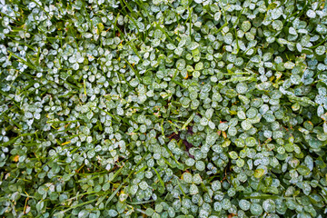 Close-up of a meadow with green clover.
