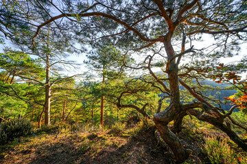 Landscape at the Buchkammerfels near Busenberg. Nature at the Heidenberg with red sandstone cliffs and forests in the Palatinate region.
