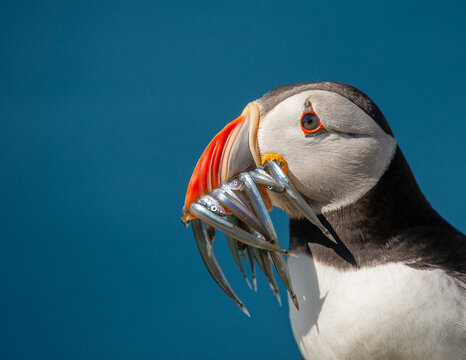 Atlantic Puffin on an island in Scotland