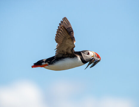 Atlantic Puffin on an island in Scotland