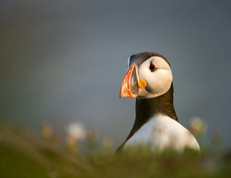 Atlantic Puffin on an island in Scotland