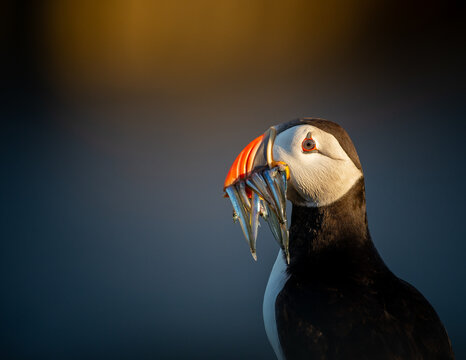 Atlantic Puffin on an island in Scotland
