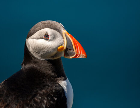 Atlantic Puffin on an island in Scotland