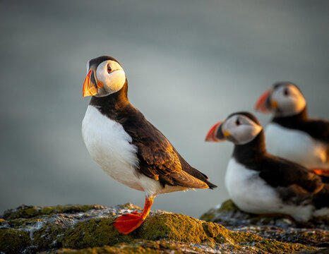 Atlantic Puffin on an island in Scotland