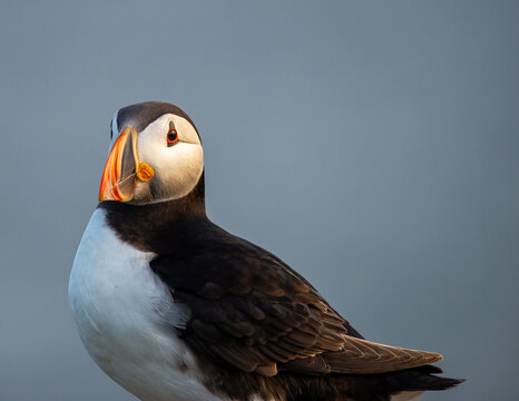 Atlantic Puffin on an island in Scotland