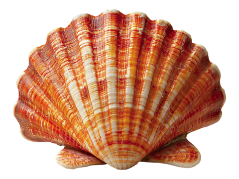 Stunning closeup of a vibrant orange and white scallop shell, isolated on white.  Its intricate texture and radiating pattern evoke feelings of summer, the ocean, and natural beauty.