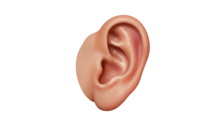 Isolated Human Ear