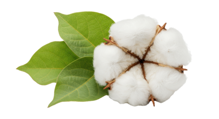 Isolated Cotton Boll with Leaves Natural Textile Fiber