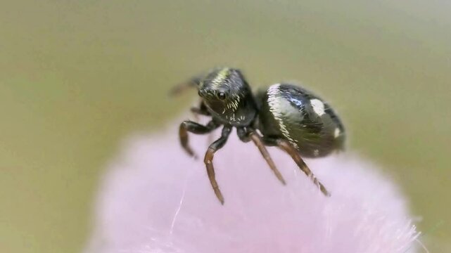 Phidippus regius L3 (b&eacute;b&eacute;, troisi&egrave;me mue) 