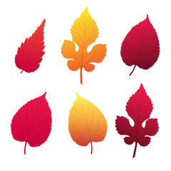 A set of six detailed autumn leaves in vibrant autumn colors, isolated on a white background. Perfect for seasonal designs, nature-themed projects and fall-inspired illustrations.