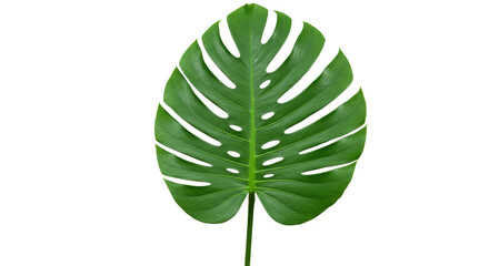 Isolated Monstera Leaf
