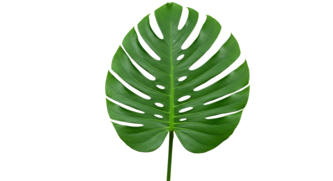 Isolated Monstera Leaf