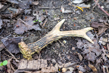 petit bois de jeune cerf tombé au sol en forêt 