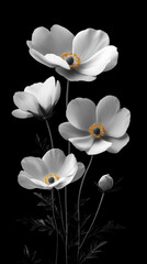 Fototapeta premium Monochromatic Floral Composition: Elegant white anemones on a dark expanse, ideal for minimalist print and contemporary invitation card