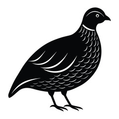 quail in a silhouette vector white background.