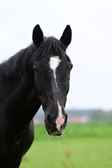 Obraz premium Portrait eines schwarzen Pferdes mit nur einem Auge