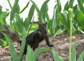 Black Squirrel searching for food at Tulip Garden in Toronto, Canada