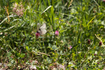 Two Black-Veined White Butterflies (Aporia Crataegi) Sitting On A Pink Clover Flower In A Green Summer Meadow, Gathering Nectar. Insect Pollination.