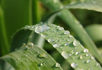 Dew drops on green leaves