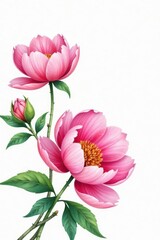 Fototapeta premium Vibrant watercolor peonies in pastel shades unfolding against a serene white background, watercolor, flower