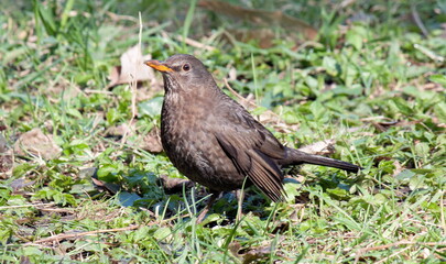 blackbird on the grass