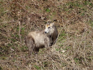 ニホンカモシカ