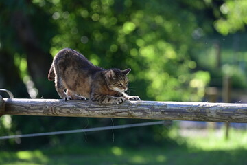 Schöner getigerter Kater auf Holzstange unter Bäumen