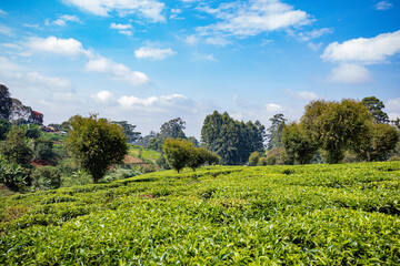 landscape with blue sky and green grass