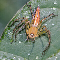 Striped lynx spider perched on a leaf with dew droplets. Macro photography. Concepts of wildlife, biodiversity, predator and nature.