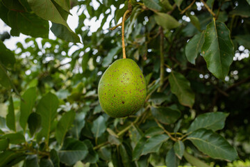 Avocado tree fruit