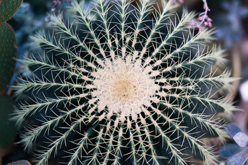 Fototapeta premium Close-up of a large, round cactus in the desert. 