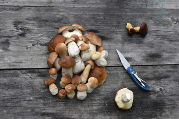 Porcini mushrooms lie in a heap on a wooden table, view from above. Picked mushrooms (Boletus edulis).