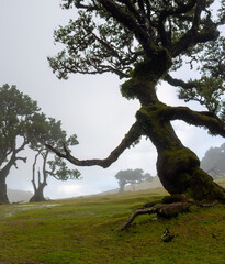 The fanal forest in the mist madeira Portugal 