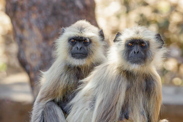 Gray Langur 