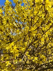 forsythia, forsythia bloom, bush with yellow flowers, spring, bloom
