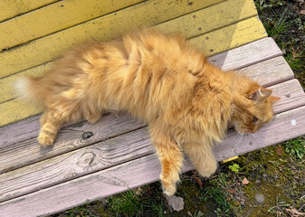 A red cat lies on a yellow bench in nature.