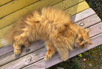 A red cat lies on a yellow bench in nature.