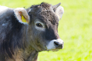 Close-up of head of bull of breed named Rätisches Grauvieh on meadow at farm at Swiss City of Zürich on a sunny spring day. Photo taken April 1st, 2025, Zurich, Switzerland.