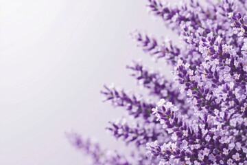 Obraz premium Lavender blossoms in a serene field nature photography close-up view calming environment for relaxation and wellness