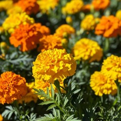 Fototapeta premium Close up View of Vibrant Orange and Yellow Marigolds in Full Bloom
