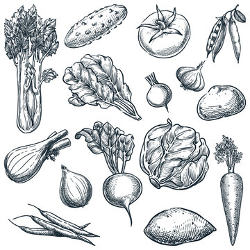 Farm fresh vegetables set. Sketch vector illustration. Hand drawn agriculture harvest design elements